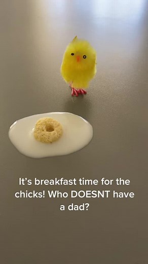 Chickens Eating Fruit Loops for Breakfast