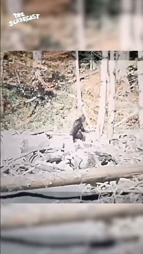 Stabilized Patterson–Gimlin Footage: Man in a Suit or Real Bigfoot? 👣👀 #Bigfoot #Mystery #Cryptid
