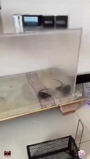 (buy one, get two free today) 🚫 Keep Rodents Out – No Mess, No Poison! 🚫 Tired of mice and rats invading your home? Our Plug-In Ultrasonic Rodent Deterrent works silently to drive pests away—safely and effectively! ✔ Powerful Ultrasonic Waves – Drives rodents away without chemicals or traps! ✔ Simple Plug & Play – Just insert and let it work 24/7! 🔌 ✔ Safe for Pets & Kids – No toxins, no zapping, just peace of mind. �👶 ✔ Covers Up to [X] Sq Ft – Protects your entire room with one device! 🐭 