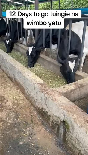 Exploring Dairy Farming in Kenya