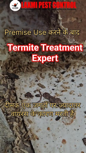 Termite Treatment Expert | Premise Termiticide Amazing Results 🐜🔥 #termitetreatment #pestcontrol
