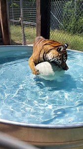31K views · 1.3K reactions | Frances loves to splish splash Good thing there's going to be a larger pool and stream in her new home, Tiger Crossroads opening April 12!  Video Credit: Shawna Farrington | Nashville Zoo | Facebook