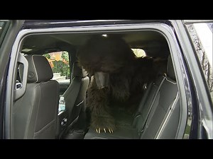 Did Human in Bear Costume Damage Cars for Insurance Scam?