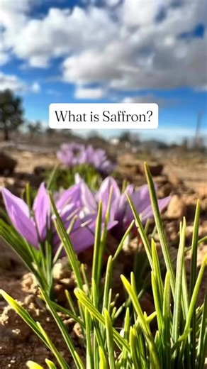 What is saffron? 🌸💰 It’s the world’s most expensive spice—worth more than gold—and YOU can grow it in your own backyard. 👉 Saffron doesn’t come from seeds, it grows from special bulbs called corms. 👉 Each fall, the corms bloom with stunning purple flowers… but here’s the crazy part: every flower only gives you 3 tiny red threads of saffron. 👉 It takes about 75,000 flowers to produce just 1 pound—that’s why it’s called Red Gold. For thousands of years, kings and empires fought over saffron. 