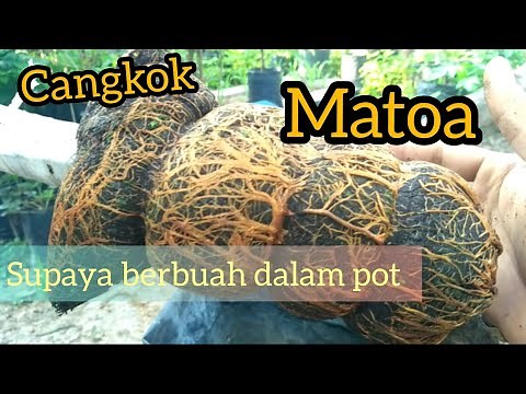 grafting matoa trees || how to make matoa trees bear fruit quickly in pots