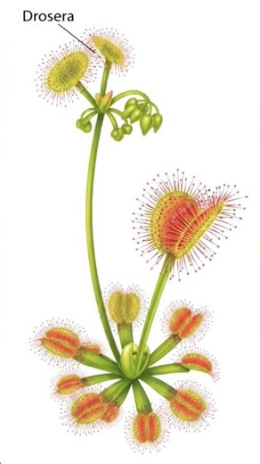 #Drosera l How Drosera Traps Insects l Insectivorous l Carnivorous l Plant Insect-Eating Plant