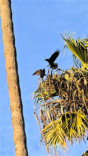 Crows having fun #crow #birds #wildlife #nature #fun