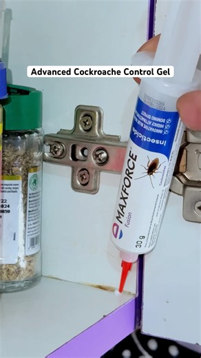Smart Cockroach Killer Gel For A Cockroach Free Home
