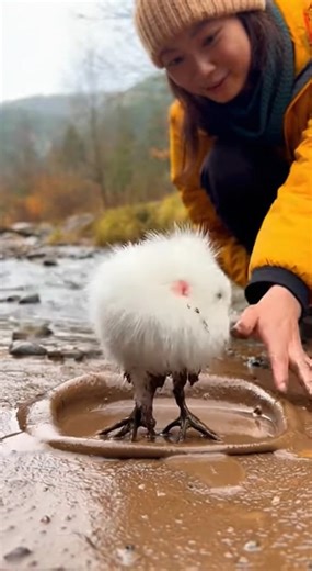 Beautiful kitty from inside the mud #cute #beautiful #animals | Nature Souls