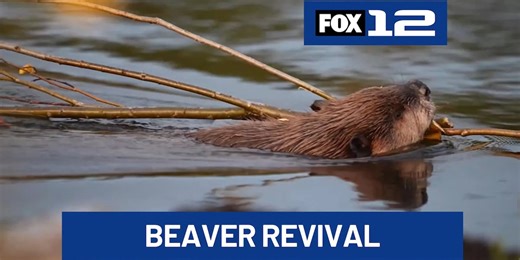 Beavers helping restore native habitat in Portland metro area