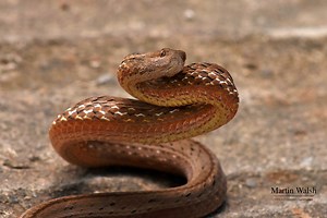 How To Identify and Avoid The World's Most Venomous Snakes » Explorersweb