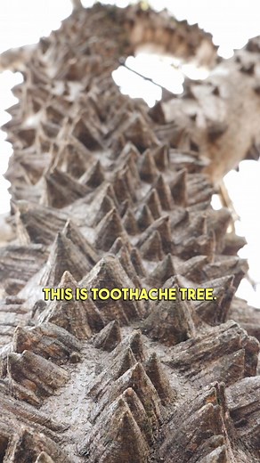 Watch what happens when I put this tree IN MY MOUTH! I’ve spent the last couple of weeks conducting various experiments with the tree, including making infusion and external preparations with it to varying degrees of success. I found the strongest way to use it was just chewing the bark straight after it had been dried. Unfortunately, I was unable to reproduce the tingling sensation with an external application! The species in the video is Toothache Tree (Zanthoxylum clava-herculis), but other m
