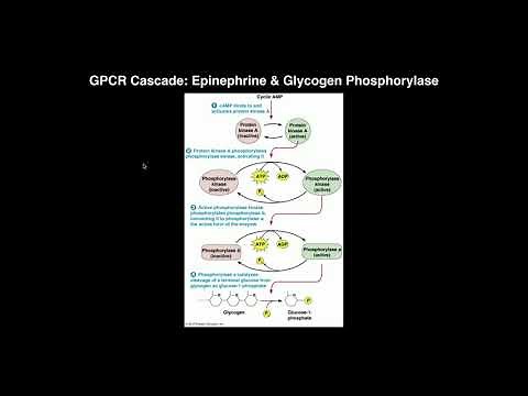 Biosignaling | G-protein-coupled Receptors: cAMP & Adenylate Cyclase
