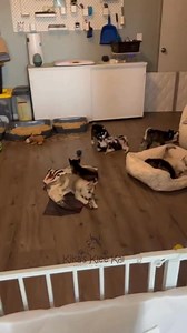 The ultimate toy battle is on! 🐶We have available puppies right now, view them at https://www.kikaskleekai.com/available-puppies. #kikaskleekai #alaskankleekai #funnyalaskankleekai #kleekailove | Kika's Klee Kai - The Alaskan Klee Kai, Huskies in Miniature
