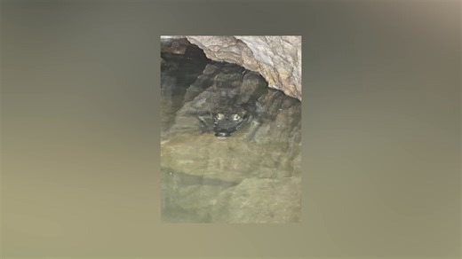 NICH Can't Do Much About Crocs But there’s only so much NICH can do. As Dr Melissa Badillo explained to us, they’re not the experts, so they call in the Crocodile Research Coalition for assistance. And while they’ve educated the tour guides, they haven’t been able to relocate the croc as yet. Here’s what Dr Badillo told us over Zoom. | 7 News Belize