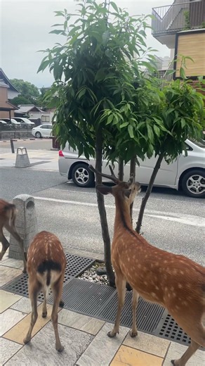 Nara 奈良市, Japan 🇯🇵 Where the Deer Roam Free! | Sanjo-dori, Nara, Japan 🇯🇵