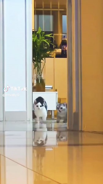 Adorable Cats of TikTok: Funniest Moments to Enjoy