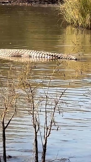 573K views · 15K reactions | Croc hunting with a crossbow! Stealth is essential in these hunts! #bowhunting #crossbowhunting #crossbows #hunting #crocodile #spiralhornsafaris | Spiral Horn Safaris | Facebook