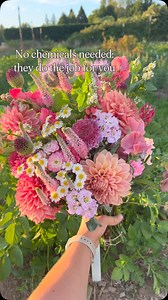 One of the handiest beneficial insects there is, green lacewings are native to North America (where I live) and LOVE to eat aphids, thrips, spider mites, leafhoppers, whiteflies and other soft bodied insects. They’re also extremely affordable: I got 5000 eggs which is enough for an acre for $40 total and I know that they’ll handle any of those annoying bugs for me, no chemicals needed. Once you get them, you just hang the little papers throughout your field and within a week or so they’ll hatch 