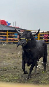 339K views · 5K reactions | De Los Toros Peligrosos,Y Muy Bravos Para Los Jinetes勞 ¿Saben Que Toro Es? | Jaripeos mexicanos | Facebook