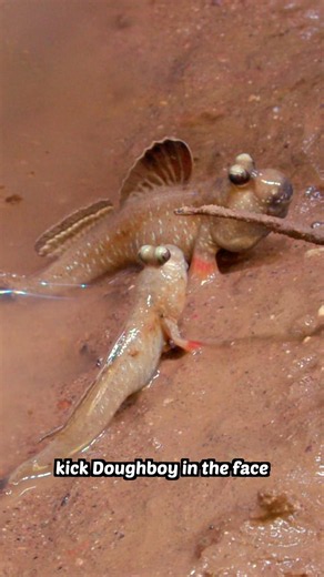 The meeting of two mudskippers can go terribly wrong…
