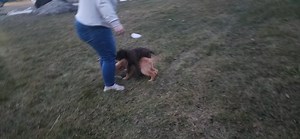 2.8K views · 69 reactions | Good morning. The chocolate lab puppies...