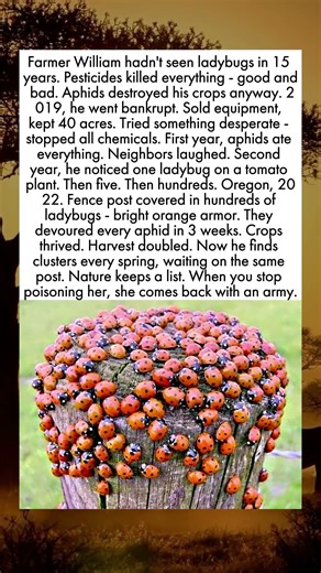 The Ladybugs Who Saved the Farm