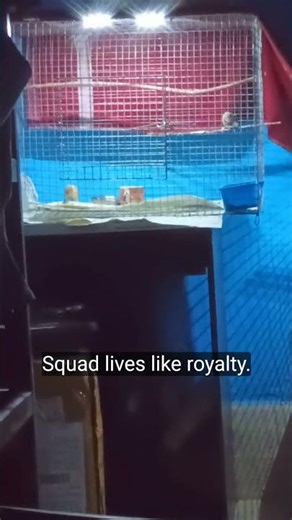 New zebra finch in a cage. #birds #pets #finch