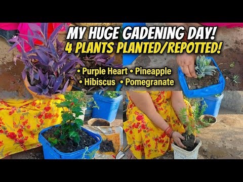 Planting a Pineapple & Purple Plant + Repotting Hibiscus & Pomegranate! 🍍🌺