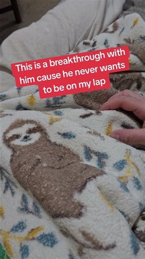 Batman got under the blanket and then hopped on my lap. He laid there for a little bit.