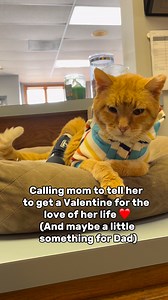 It’s true! #cat #valentinesday #fyp #cats #wholesome | Daniel Tiger Kitty & Friends