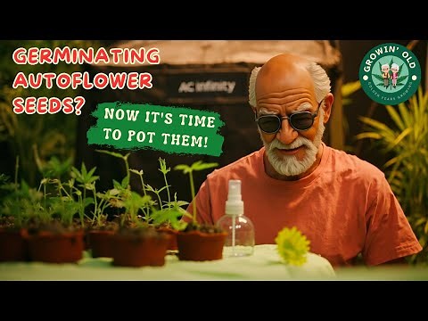 The Ultimate Guide to Potting Autoflower Seeds
