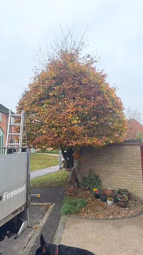 Beech pruning. | Tom's Tree's | Facebook