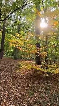 A slow walk through Berlin’s Grunewald in autumn