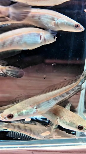 Understanding Yellow Sentarum Fish Species