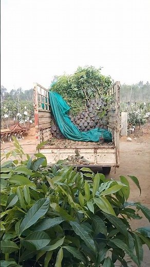 🌱 Mahogany Plant Seedlings Plantation | Step-by-Step Guide for Beginners #dailydriftwithlikith #rcb