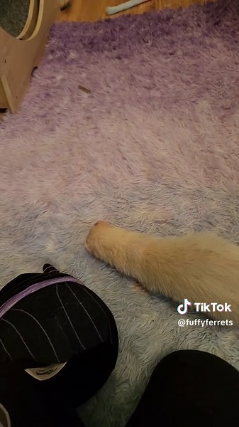 Curious Ferret Adventures Under the Rug