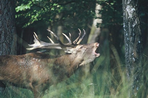 "Un massacre divisé par deux" : le collectif AVA revendique 80 cerfs sauvés de la chasse à courre