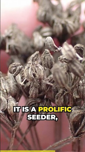 Poison Hemlock a FAST Spreading Invasive Species!