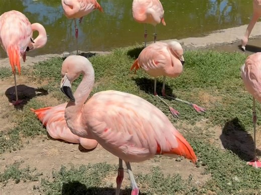 It’s National Pink Flamingo Day which actually celebrates the plastic lawn flamingos and not real flamingos! We thought we’d give a shout out to our Chilean flamingos anyway! | San Francisco Zoo