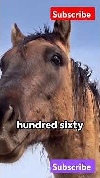 Horse: The Majestic Beast #Horses #Wildlife #NatureDocumentary #AnimalBehavior #sorts #animals