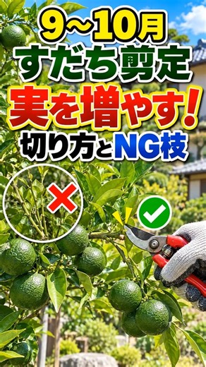 すだち剪定｜実を増やす切り方とNG枝 #Shorts