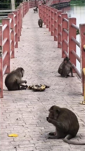 Monkey eating banana vodeo