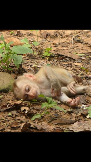 Baby monkey’s milk days fade as real lessons begin | Little BB Monkey