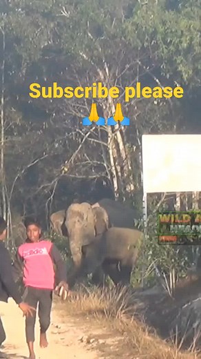 Assame village @ Elephant | International Anti Corruption Association