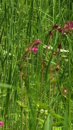 Peaceful Meadow Ambience with Ambient Music