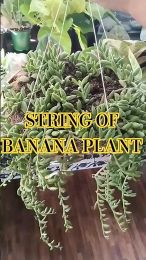 String of Bananas Plant | Care Tips & Simple Guide✨️🌿