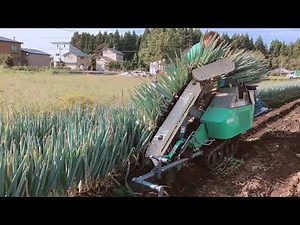 ネギ収穫(機械)