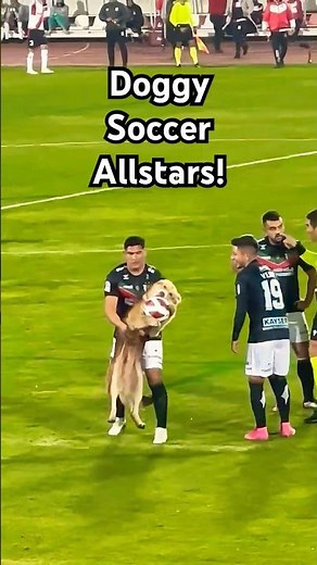 Funny Dog Soccer Videos! ⚽️