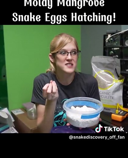 Moldy Mangrove Snake Eggs Hatching Process Revealed
